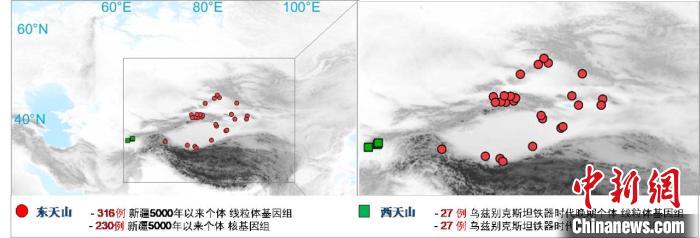 图为该项目所获取天山东西部古人群的线粒体与核基因组分布图。　好博体育 供图