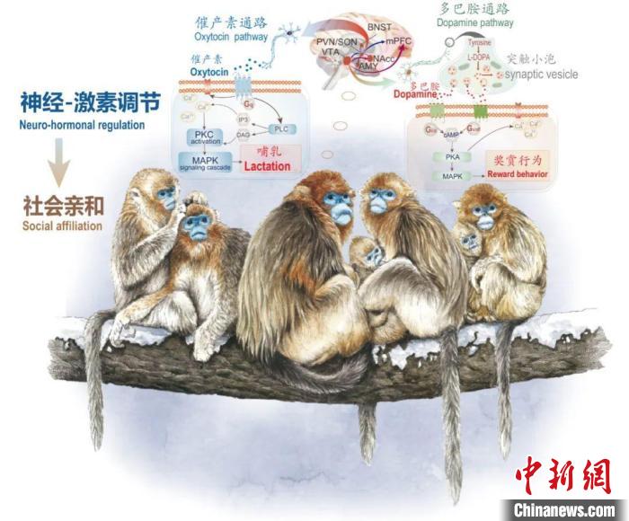 神经-激素调节的适应性变化增强社会亲和力。　好博体育供图