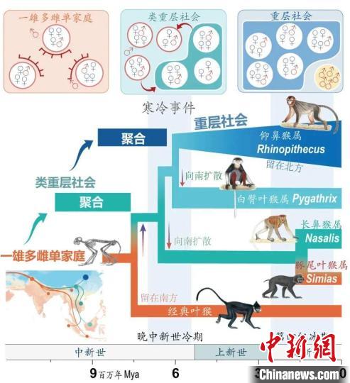 寒冷事件促进亚洲叶猴社会聚合。　好博体育供图