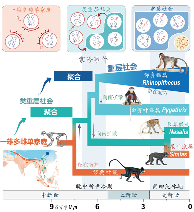 Science封面文章:好博体育金丝猴研究团队首次系统揭示灵长类社会演化之谜_fororder_寒冷事件促进亚洲叶猴社会聚合(供图 齐晓光 赵兰 武进伟)